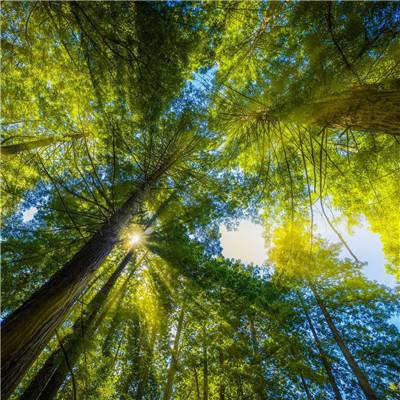 大荒山海经破解版下载